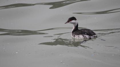 Horned Grebe