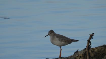 Common Redshank