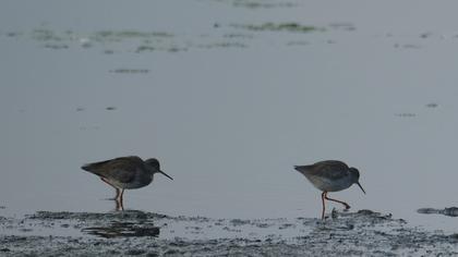 Common Redshank