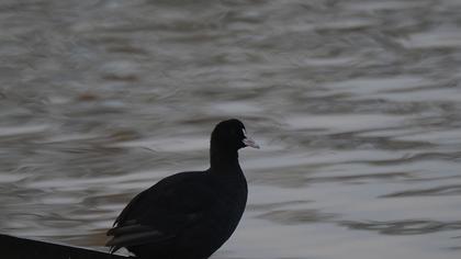 Eurasian Coot