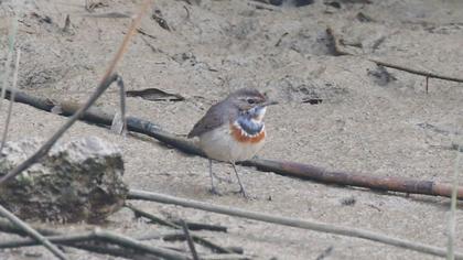 Bluethroat