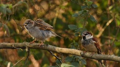 House Sparrow