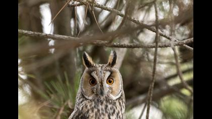 Long-eared Owl