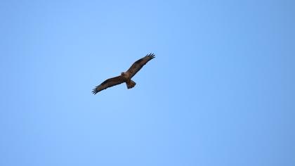 Long-legged Buzzard