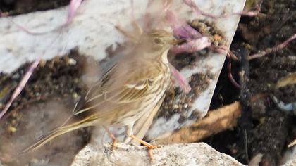 Meadow Pipit