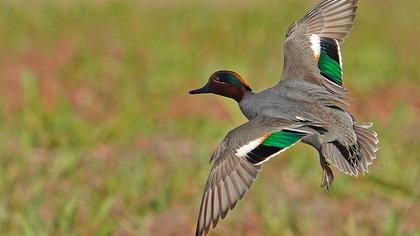 Eurasian Teal