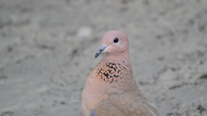 Laughing Dove