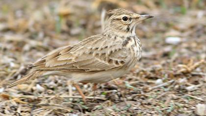 Crested Lark