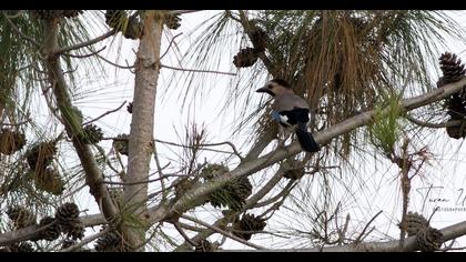 Eurasian Jay