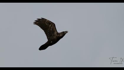 Northern Raven