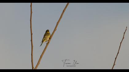 European Serin
