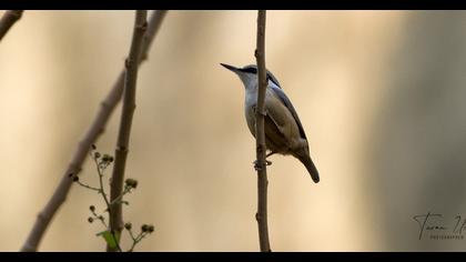 Western Rock Nuthatch