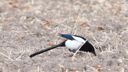 Eurasian Magpie