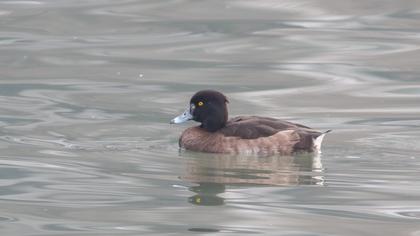 Tufted Duck