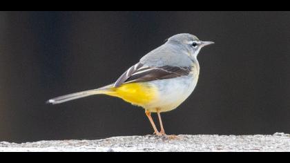 Grey Wagtail