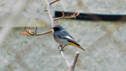 Black Redstart