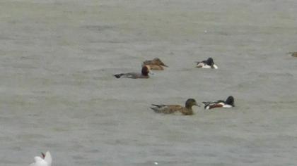 Eurasian Wigeon