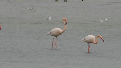 Greater Flamingo
