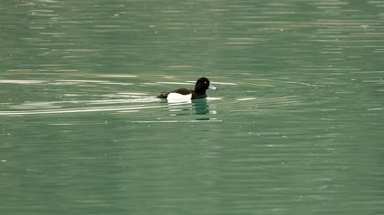 Tufted Duck