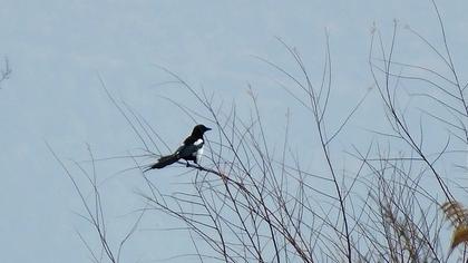Eurasian Magpie