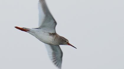 Common Redshank