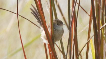 Delicate prinia