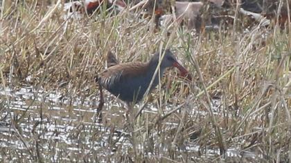 Water Rail
