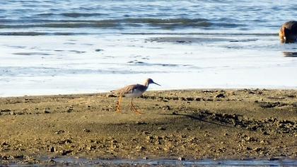 Common Redshank