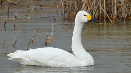 Tundra Swan
