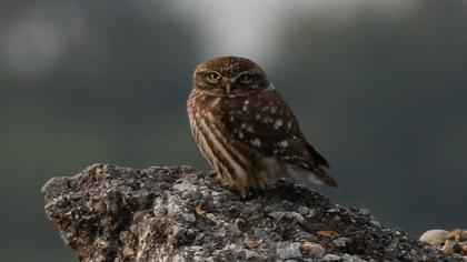Little Owl