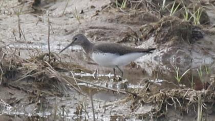 Green Sandpiper