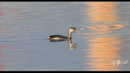 Little Grebe