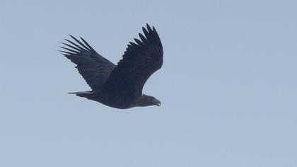White-tailed Eagle