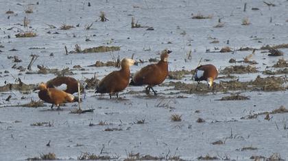 Ruddy Shelduck