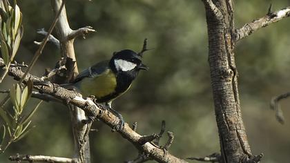 Great Tit