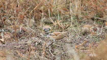 Common Linnet