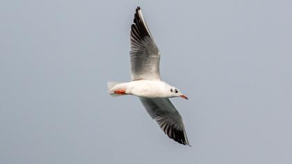 Black-headed Gull