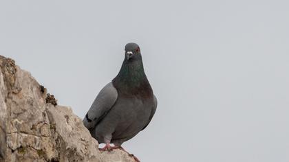 Rock Dove