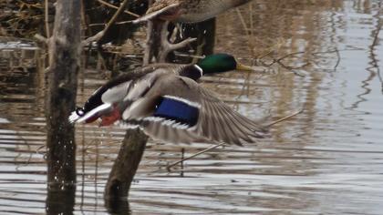 Mallard