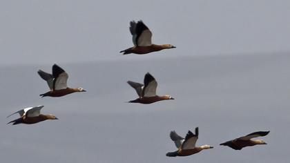 Ruddy Shelduck