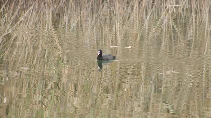 Eurasian Coot