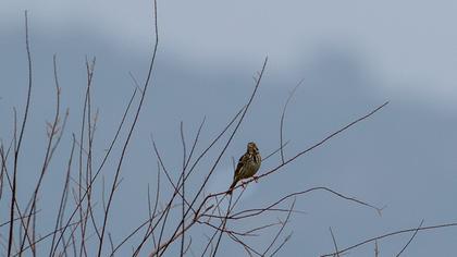 Corn Bunting