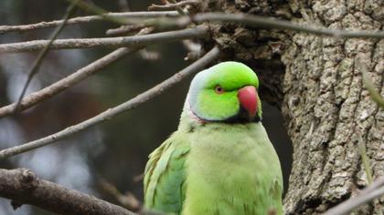 Rose-ringed Parakeet