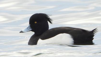 Tufted Duck