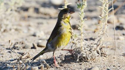 European Greenfinch