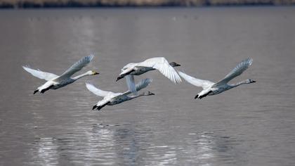 Tundra Swan