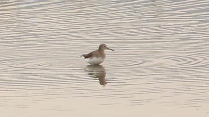 Green Sandpiper