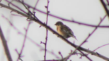 Common Linnet