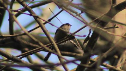 Uzunkuyruklu baştankara
