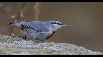Krüper`s Nuthatch